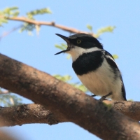 Krępnik szaroboczny - Batis pririt - Pririt Batis