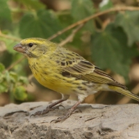 Afrokulczyk białobrzuchy - Crithagra dorsostriata - White-bellied Canary