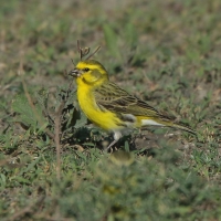 Afrokulczyk białobrzuchy - Crithagra dorsostriata - White-bellied Canary