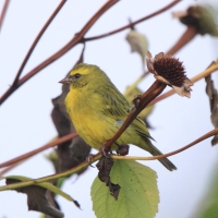 Afrokulczyk diademowy - Crithagra frontalis - Western Citril