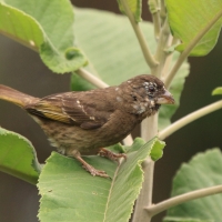 Afrokulczyk grubodzioby - Crithagra burtoni - Thick-billed Seedeater