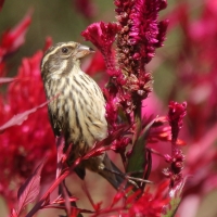 Afrokulczyk kreskowany - Crithagra striolata - Streaky Seedeater