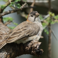 Łuskogłowik rdzawoszyi - Sporopipes frontalis - Speckle-fronted Weaver