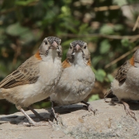 Łuskogłowik rdzawoszyi - Sporopipes frontalis - Speckle-fronted Weaver