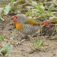 Melba pstra - Pytilia melba - Green-winged Pytilia