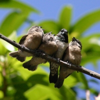 Mniszka srokata - Spermestes cucullata - Bronze Mannikin