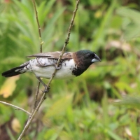 Mniszka srokata - Spermestes cucullata - Bronze Mannikin