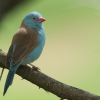 Motylik błękitnogłowy - Uraeginthus cyanocephalus - Blue-capped Cordon-bleu