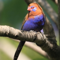 Motylik niebieskobrzuchy - Granatina ianthinogaster - Purple Grenadier