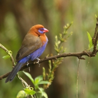 Motylik niebieskobrzuchy - Granatina ianthinogaster - Purple Grenadier