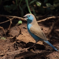 Motylik sawannowy - Uraeginthus angolensis - Blue-breasted Cordon-bleu