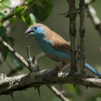Motylik sawannowy - Uraeginthus angolensis - Blue-breasted Cordon-bleu