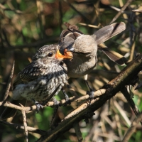 Mucharka szara - Bradornis microrhynchus - African Grey Flycatcher