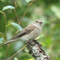 Muchołówka szara - Muscicapa striata - Spotted Flycatcher