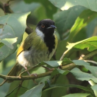 Nikornik czarnolicy - Apalis personata - Black-faced Apalis