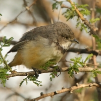 Nikornik obrożny - Apalis thoracica - Bar-throated Apalis