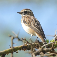 Pokląskwa - Saxicola rubetra - Whinchat