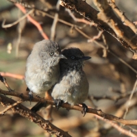 Pokrzewka złowroga - Curruca subcoerulea - Rufous-vented Warbler