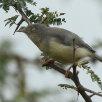 Popielatka akacjowa - Eremomela usticollis - Burnt-neck Eremomela