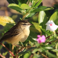 Rokitniczka - Acrocephalus schoenobaenus - Sedge Warbler