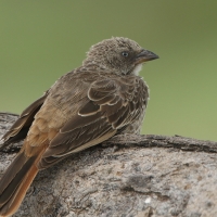 Sawannik - Histurgops ruficauda - Rufous-tailed Weaver