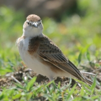 Skowrończyk rdzawołbisty - Calandrella cinerea - Red-capped Lark