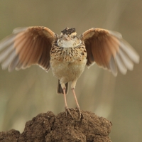 Skowroniec sawannowy - Mirafra africana - Rufous-naped Lark