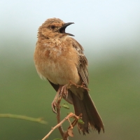 Afroskowronek rdzawolicy - Calendulauda poecilosterna - Pink-breasted Lark