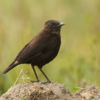 Smolarek brunatny - Myrmecocichla aethiops - Northern Anteater-Chat