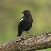 Smolarek epoletowy - Myrmecocichla nigra - Sooty Chat