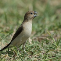 Srebrnodziobek afrykański - Euodice cantans - African Silverbill