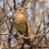 Świergotek długodzioby - Anthus similis - Long-billed Pipit