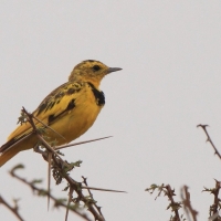 Świergotnik - Tmetothylacus tenellus - Golden Pipit