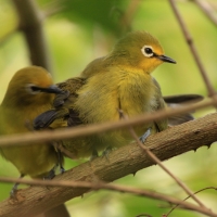 Szlarnik senegalski - Zosterops senegalensis - African Yellow White-eye