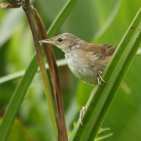 Trzciniak jasnobrewy - Acrocephalus gracilirostris - Lesser Swamp Warbler