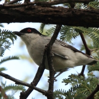 Turniurzyk srokaty - Dryoscopus cubla - Black-backed Puffback