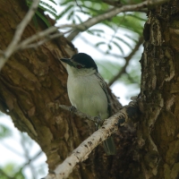 Turniurzyk srokaty - Dryoscopus cubla - Black-backed Puffback