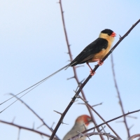 Wdówka królewska - Vidua regia - Shaft-tailed Whydah
