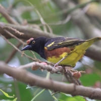 Wikłacz żałobny - Ploceus weynsi - Weyns's Weaver