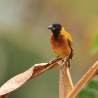 Wikłacz czarnogłowy - Ploceus melanocephalus - Black-headed Weaver