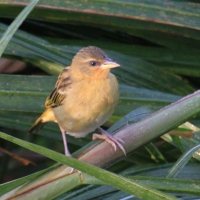 Wikłacz czarnogłowy - Ploceus melanocephalus - Black-headed Weaver