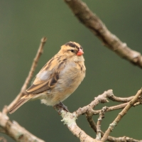 Wikłacz wachlarzowaty - Euplectes axillaris - Fan-tailed Widowbird