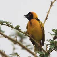 Wikłacz zmienny - Ploceus cucullatus - Village Weaver
