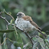 Wróbel blady - Passer diffusus - Southern Grey-headed Sparrow