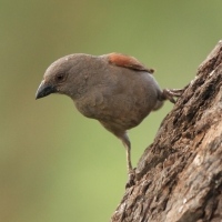 Wróbel papugodzioby - Passer gongonensis - Parrot-billed Sparrow