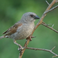 Wróbel papugodzioby - Passer gongonensis - Parrot-billed Sparrow