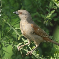 Wróbel papugodzioby - Passer gongonensis - Parrot-billed Sparrow
