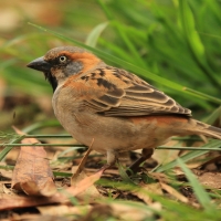 Wróbel rdzawobrewy - Passer rufocinctus - Kenya Rufous Sparrow