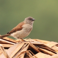 Wróbel siwogłowy - Passer griseus - Northern Grey-headed Sparrow
