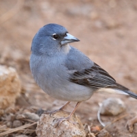 Zięba modra - Fringilla teydea - Tenerife Blue Chaffinch